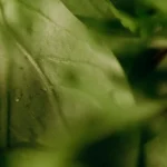 La mélisse : une plante apaisante pour accompagner les moments de stress