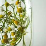 Les astuces culinaires pour conserver les herbes aromatiques plus longtemps