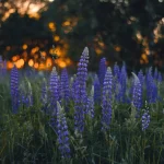 Les bienfaits de la lavande pour améliorer la qualité du sommeil