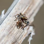 Les bienfaits de la propolis comme antiseptique naturel