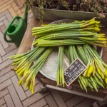 Les bienfaits de la rhubarbe pour la santé digestive et le bien-être général