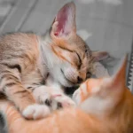 Les pratiques de sommeil des animaux et ce que nous pouvons apprendre